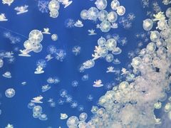 -海合安武汉极地海洋公园