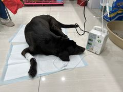 -乖乖乐动物医院(小汤山分院)