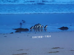 -企鹅岛