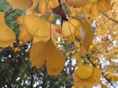 -千年银杏谷文化旅游区