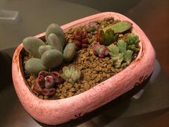 iphone_upload_pic-南农多肉大棚