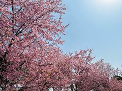 -顾村公园