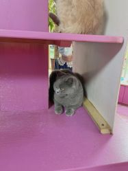 -萌宠亲子动物乐园(槐房万达店)