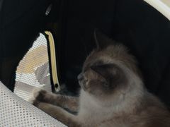 -艾贝尔宠物医院·24H转诊中心·肿瘤猫专科(江宁双龙店)