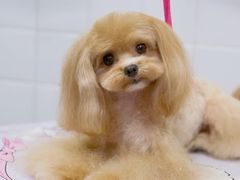 -Oh My Dog宠物沙龙(伊珊娜皮毛护理店)