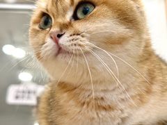 -有喵·猫咖·狗咖·40+猫狗有小奶狗(岗厦店)