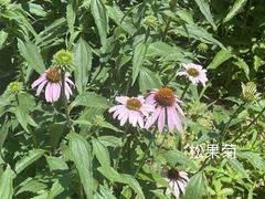-虎丘湿地公园