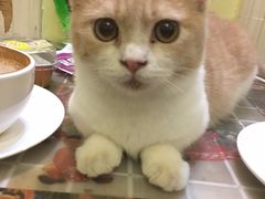 -猫色咖啡·猫咖