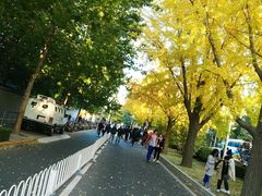 -三里屯东五街银杏大道