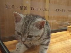 -袖虎·猫馆(体育西路店)