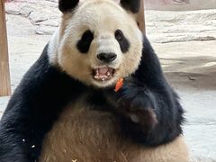 -杭州野生动物世界