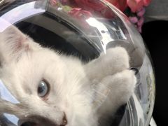 -博特宠物医院24h犬猫全科.骨科·异宠