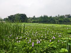 -白鹭湾湿地公园