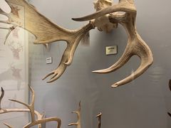 -北京麋鹿生态实验中心