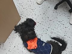 -瑞派康怡24h宠物医院·犬猫医疗中心·微创绝育(瑞景分院)