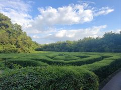 -大屏嶂森林公园