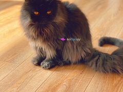 -猫的茶·猫咖