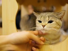 -猫色咖啡·猫咖