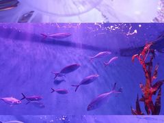 -欢乐海岸海洋奇梦馆