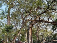 -瑞丽独树成林风景区