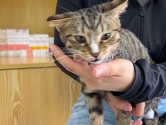 -中农大我爱我爱动物医院·核磁CT·猫病·24小时夜诊中心(石佛营店)