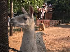 -大连森林动物园