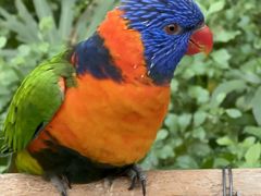 -南宫五洲植物乐园