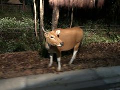 -清迈夜间动物园