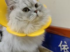 -艾贝尔宠物医院·狂犬免疫点(江山金象城店)