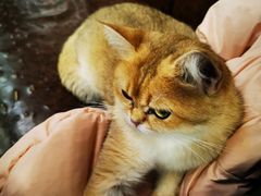 -猫小院猫主题餐厅(三里屯店)