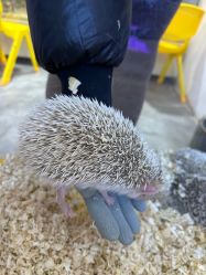 -神奇动物撸宠馆·羊驼·小浣熊·异宠(豫园店)