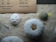 -亚龙湾中心广场·贝壳馆