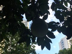 -新湖明珠城