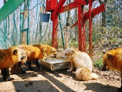 -宫城藏王狐狸村