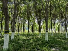 -大兴滨河森林公园