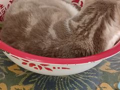 -平行世界·猫咖(首经贸店)