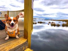 -牛村来人潮汕牛肉火锅(西单店)