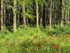 -上海共青森林公园