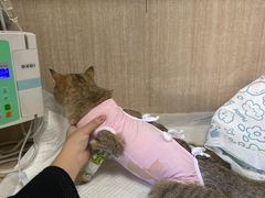 -北京观赏动物医院·24小时大型综合·猫专科·异宠专科