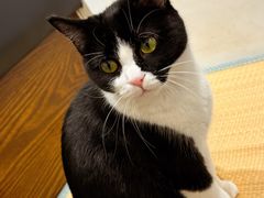 -原田新料理(1912店)