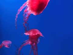 -海合安天津极地海洋公园