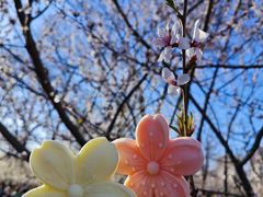 -桃花堤公园