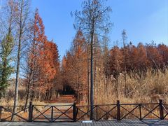 -溱湖国家湿地公园