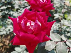 -人民公园(罗湖区)