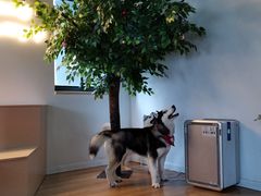 -Husky Go! 哈士奇体验馆·宠物咖啡厅狗咖