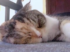 -more than meow吴止猫主题餐厅(承德 中船汇店)