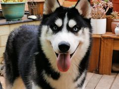 -喜柴咖啡·柴犬狗咖