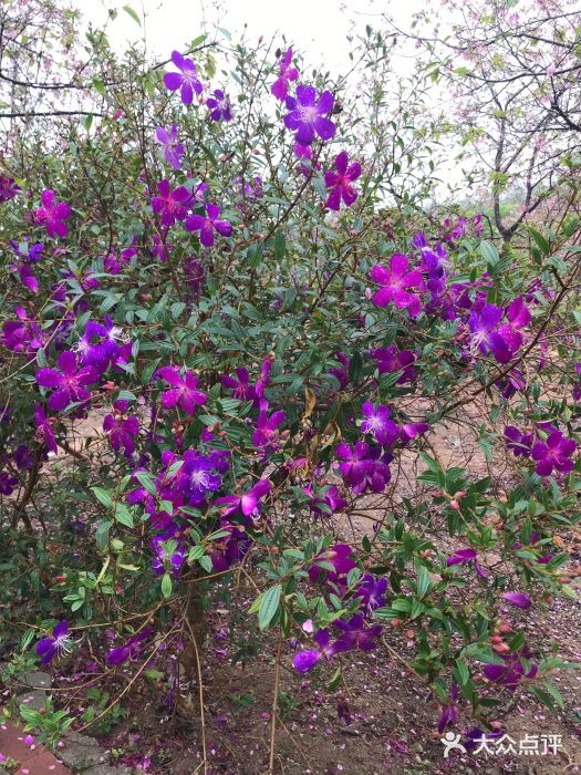 天适樱花悠乐园图片