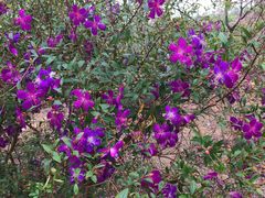 -天适樱花悠乐园