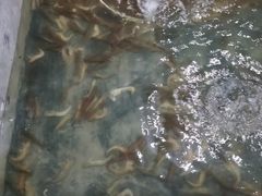 -阔澜蒸汽海鲜自助